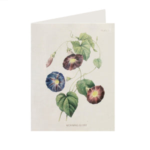 Morning Glory Card