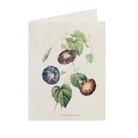 Morning Glory Card