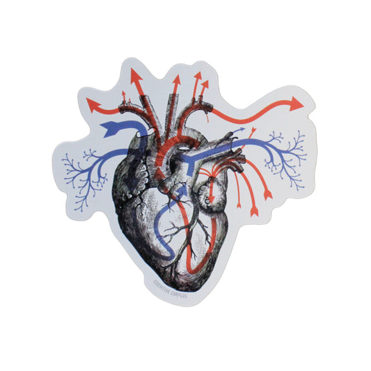 Heart Blood Flow Sticker