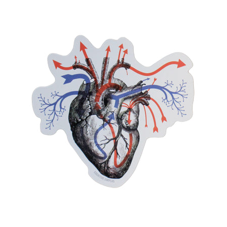 Heart Blood Flow Sticker