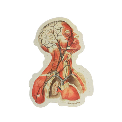 Head Anatomy Sticker