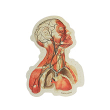 Load image into Gallery viewer, Head Anatomy Sticker
