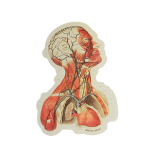 Head Anatomy Sticker
