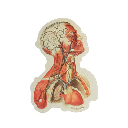Head Anatomy Sticker
