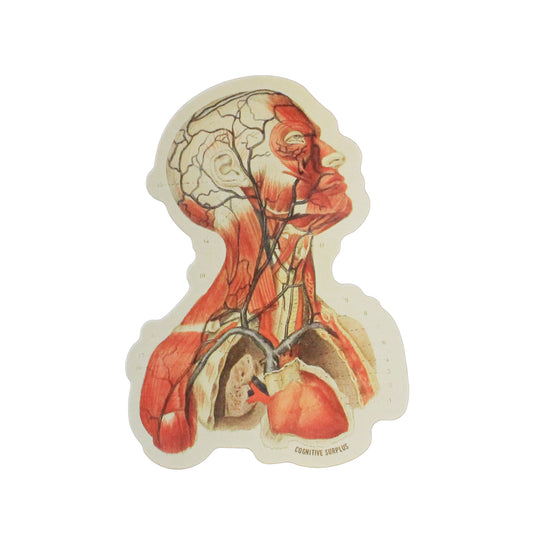 Head Anatomy Sticker