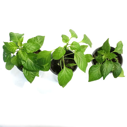 Kitchen Minis™ Hot Pepper, 5in,