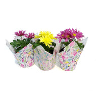 Mum, 4in, Assorted w/ Pot Cover