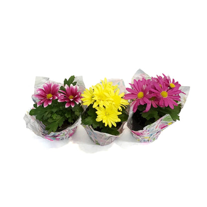 Mum, 4in, Assorted w/ Pot Cover