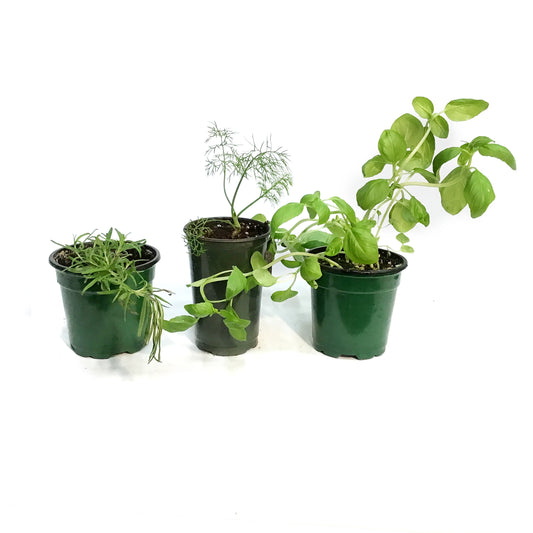 Herb, 3.5in, Potted, Assorted