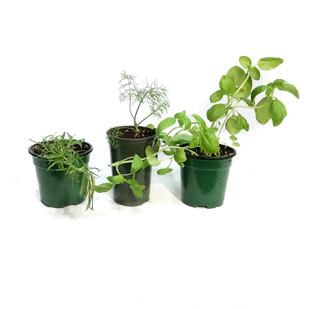 Herb, 3.5in, Potted, Assorted