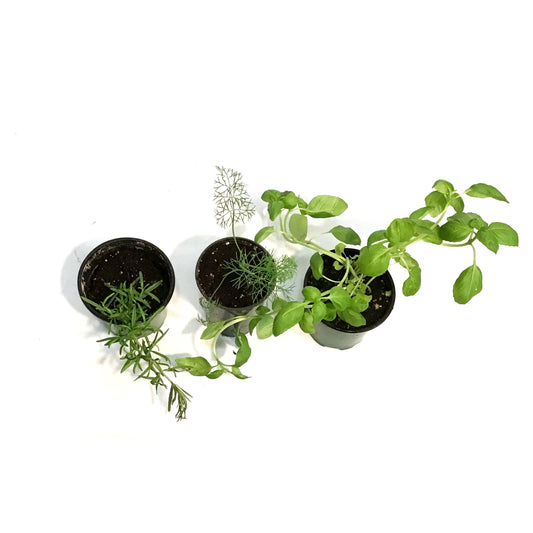 Herb, 3.5in, Potted, Assorted