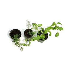 Load image into Gallery viewer, Herb, 3.5in, Potted, Assorted
