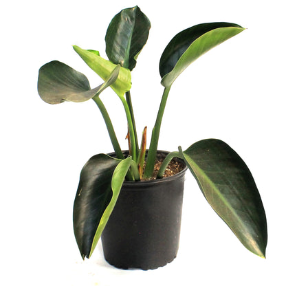 Philodendron, 10in, Green Princess