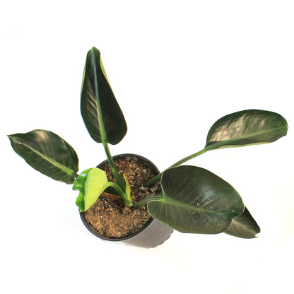Philodendron, 10in, Green Princess