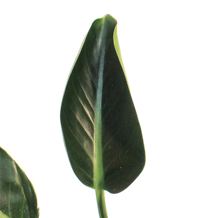 Philodendron, 10in, Green Princess