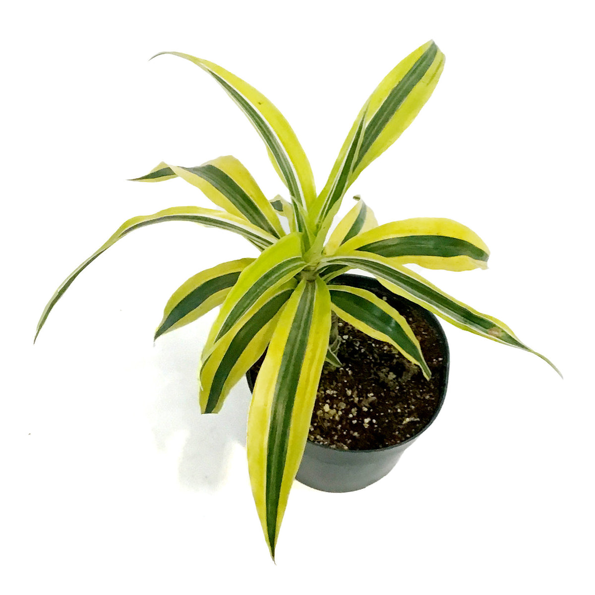 Dracaena, 6in, Song of India