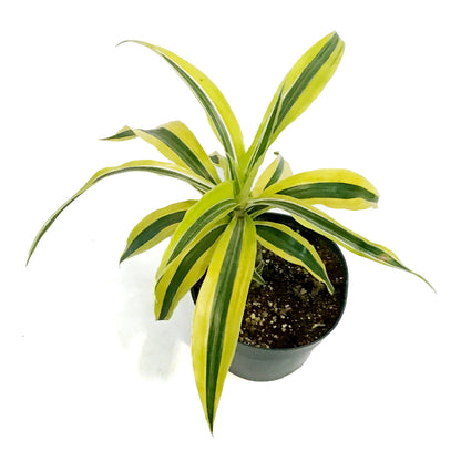 Dracaena, 6in, Song of India
