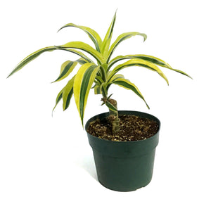 Dracaena, 6in, Song of India
