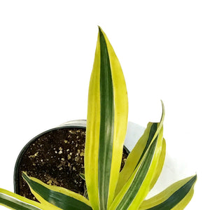 Dracaena, 6in, Song of India