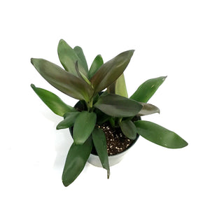Cordyline, 6in, Purple Dazzler