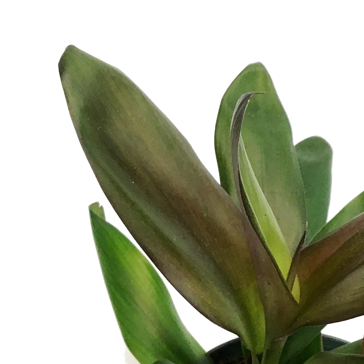 Cordyline, 6in, Purple Dazzler – Floral Acres Greenhouse & Garden