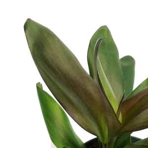Cordyline, 6in, Purple Dazzler