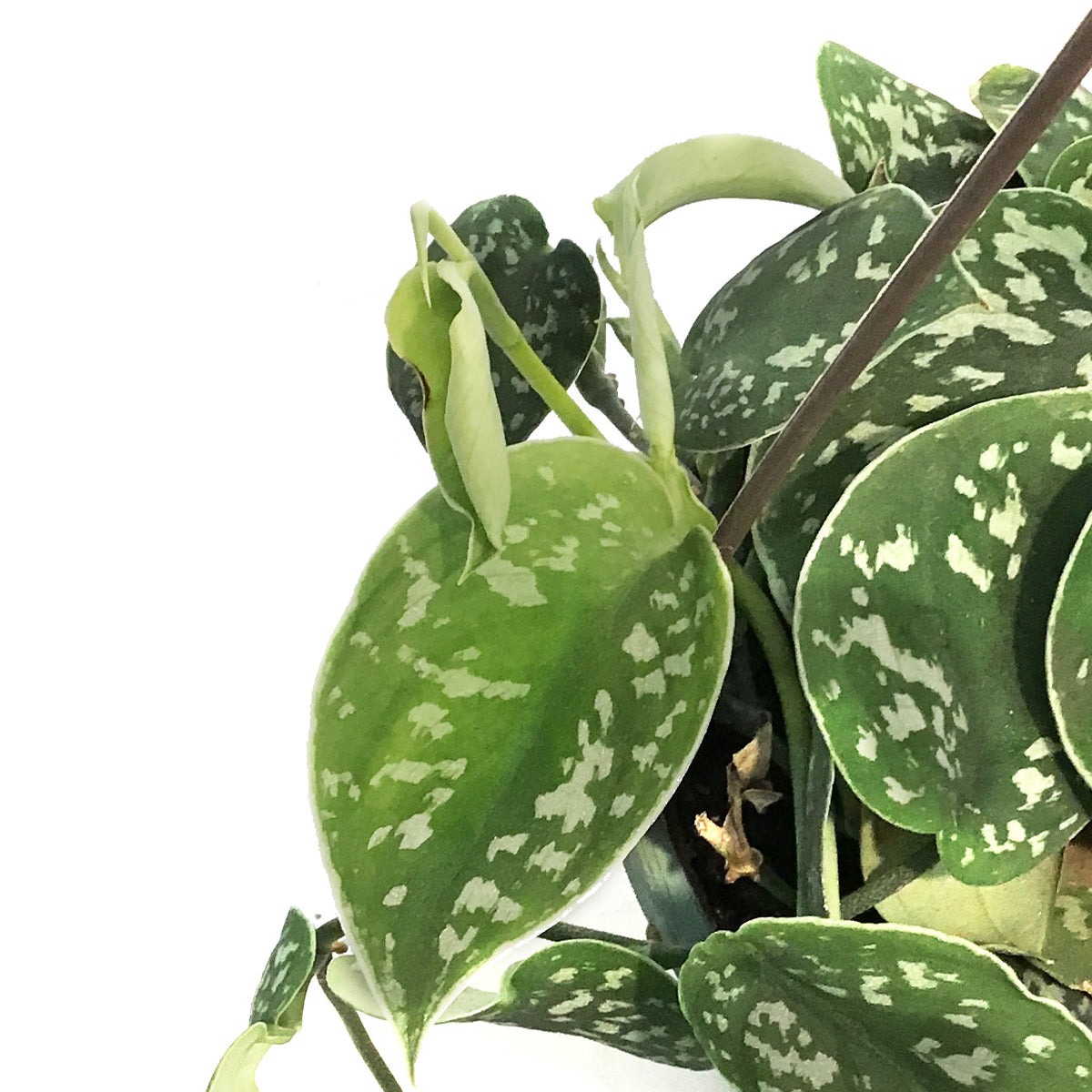 Scindapsus, 6.5in HB, Exotica