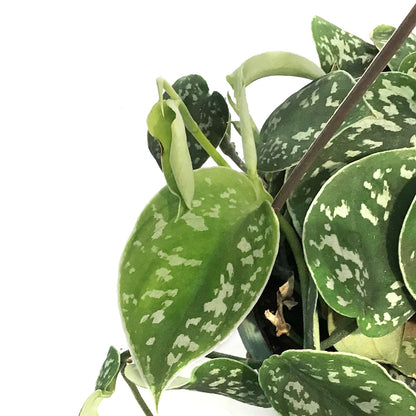 Scindapsus, 6.5in HB, Exotica