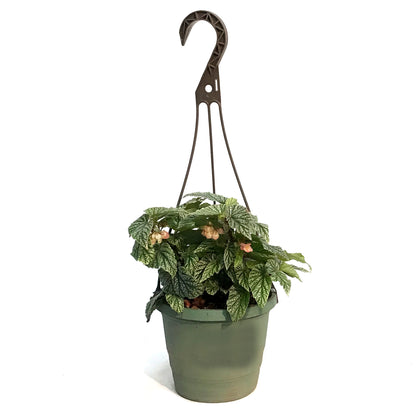 Begonia  6.5in Hanging Basket,Snow Capped