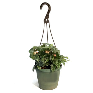 Begonia  6.5in Hanging Basket,Snow Capped