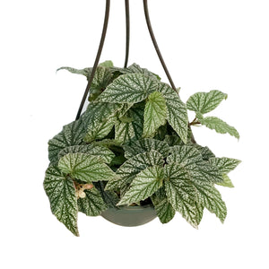 Begonia  6.5in Hanging Basket,Snow Capped