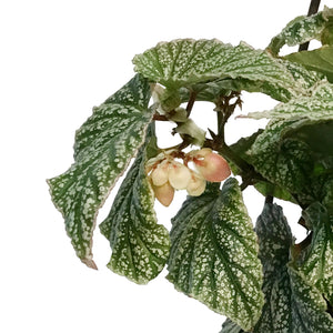 Begonia  6.5in Hanging Basket,Snow Capped