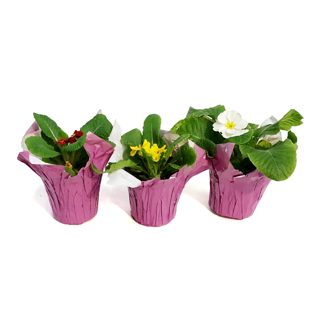 Primrose, 4in, Assorted w/ Pot Cover