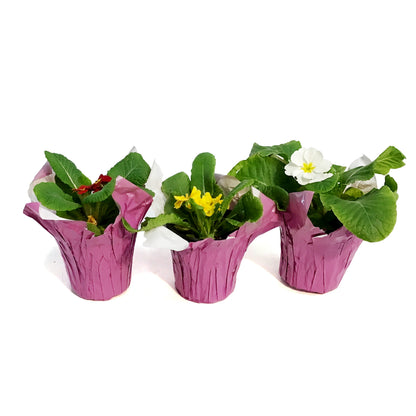 Primrose, 4in, Assorted w/ Pot Cover
