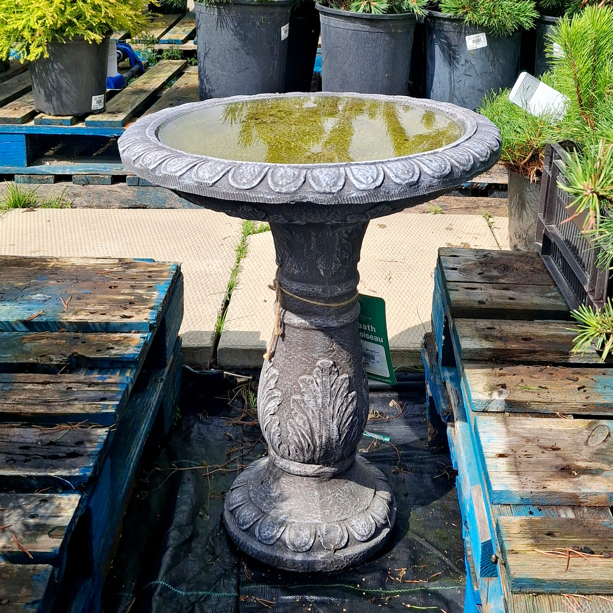 Birdbath Acanthus