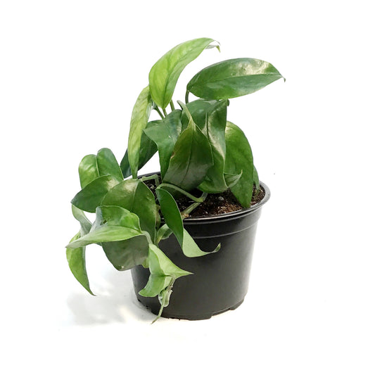 Epipremnum Pinnatum, 6in, Cebu Blue