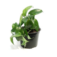 Epipremnum Pinnatum, 6in, Cebu Blue