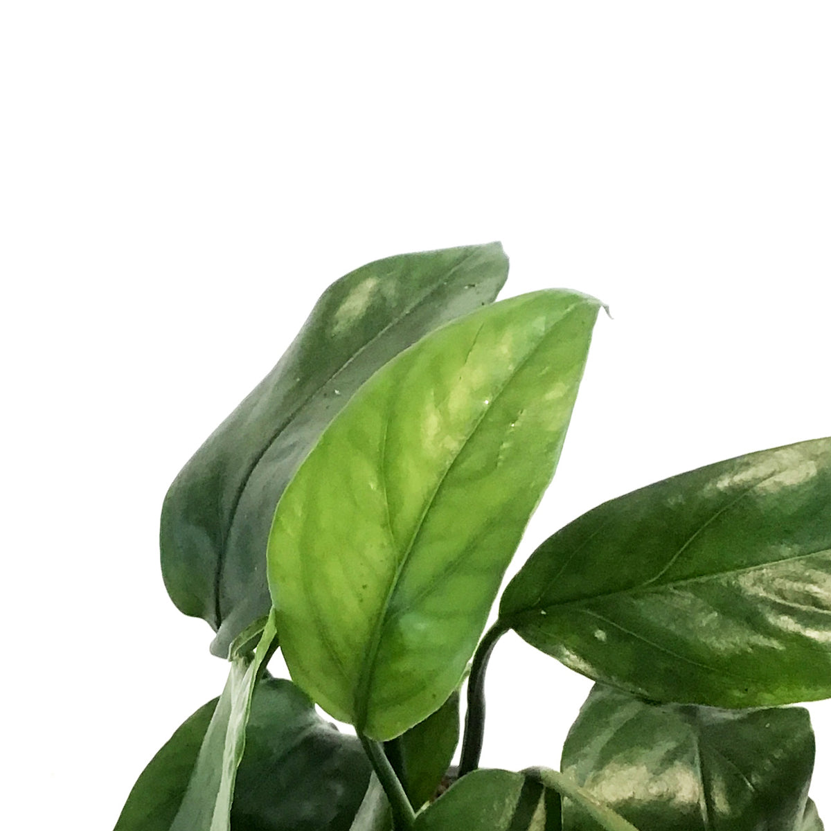 Epipremnum Pinnatum, 6in, Cebu Blue
