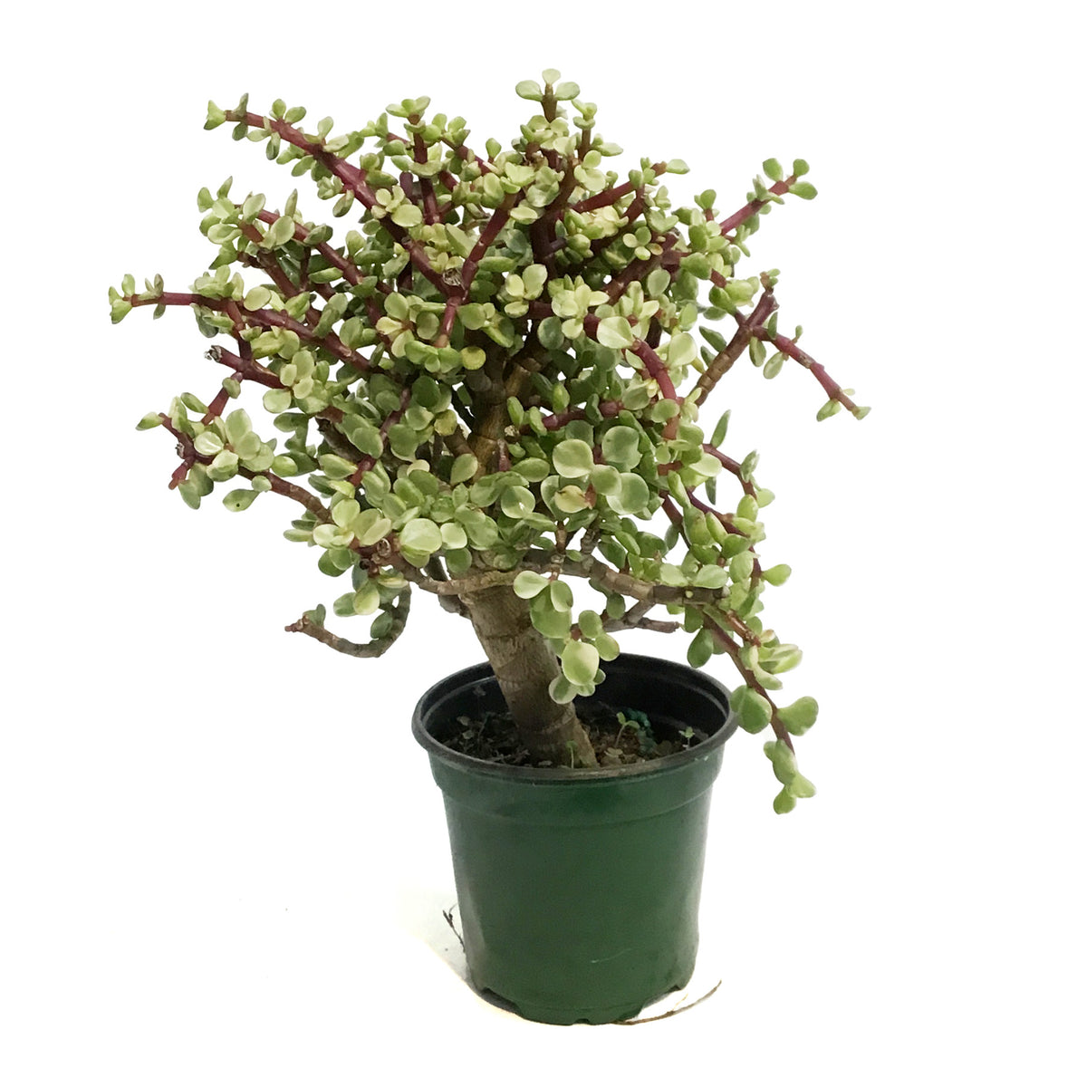 Bonsai, 4in, Jade, Standard Green Varigated
