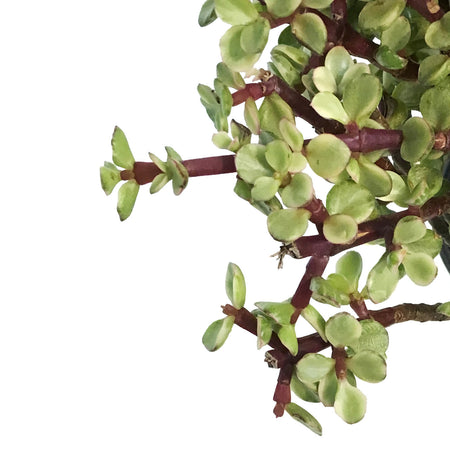 Bonsai, 4in, Jade, Standard Green Varigated