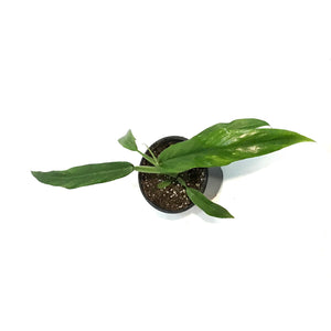 Philodendron, 4in, Skeleton Key