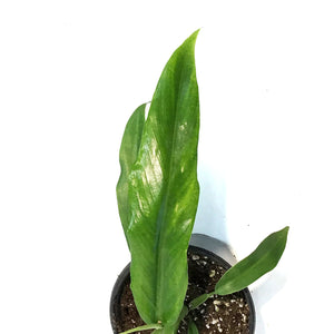 Philodendron, 4in, Skeleton Key