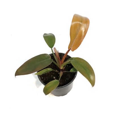 Philodendron, 4in, Sayaka
