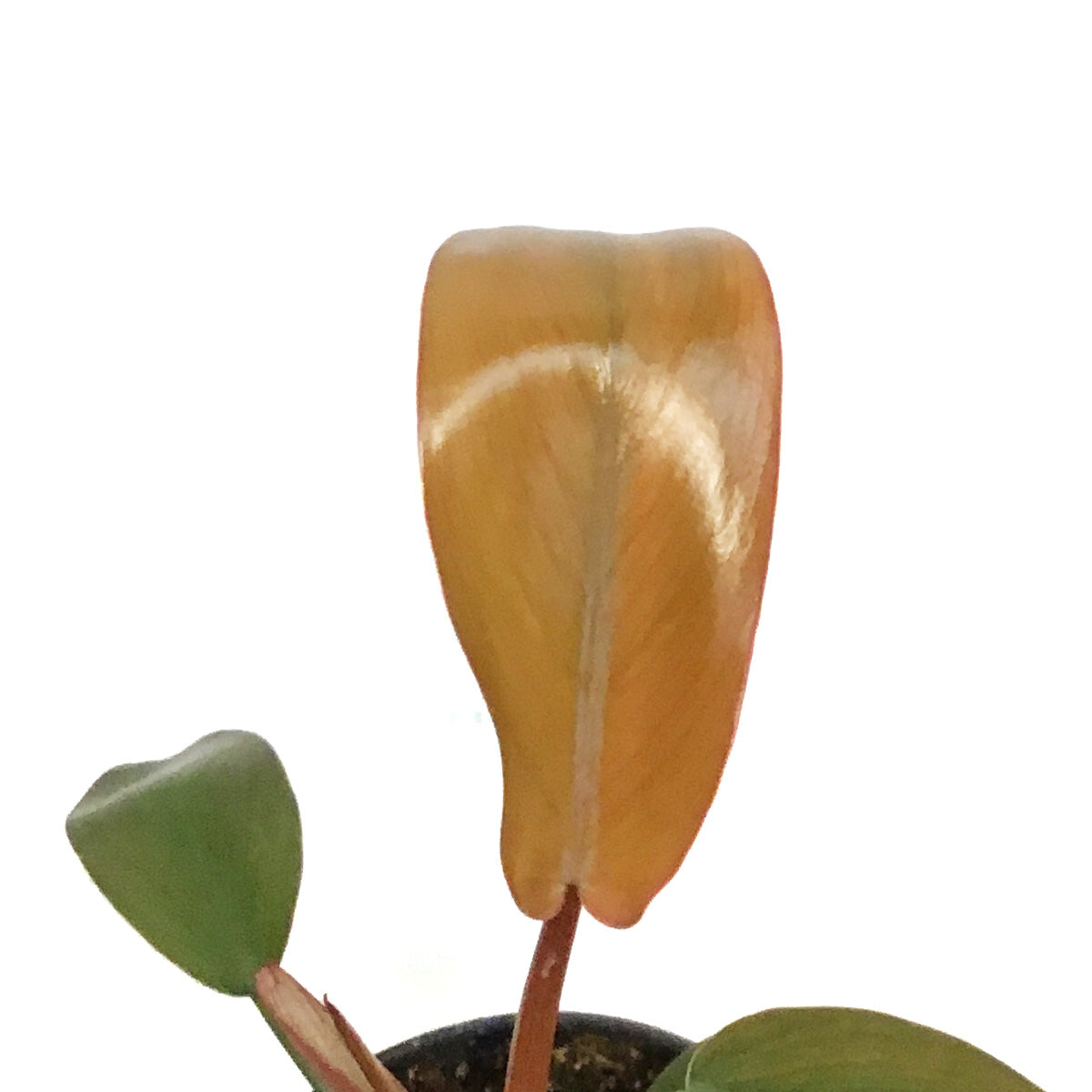 philodendron sayaka Philodendron, 4in, Sayaka