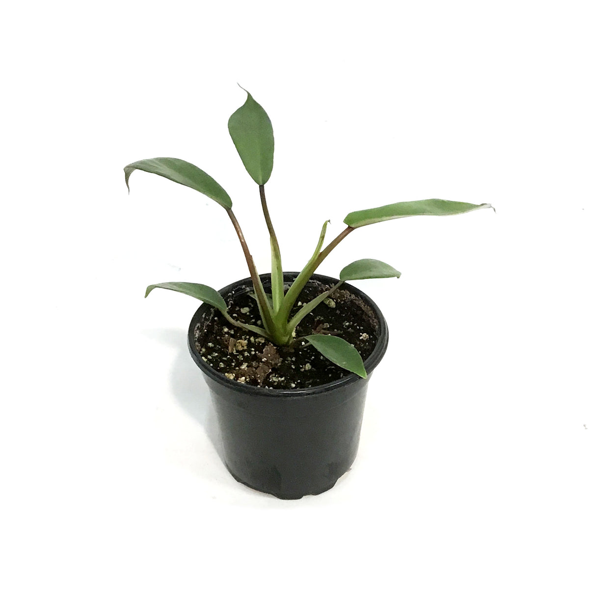 Philodendron, 4in, Joepii