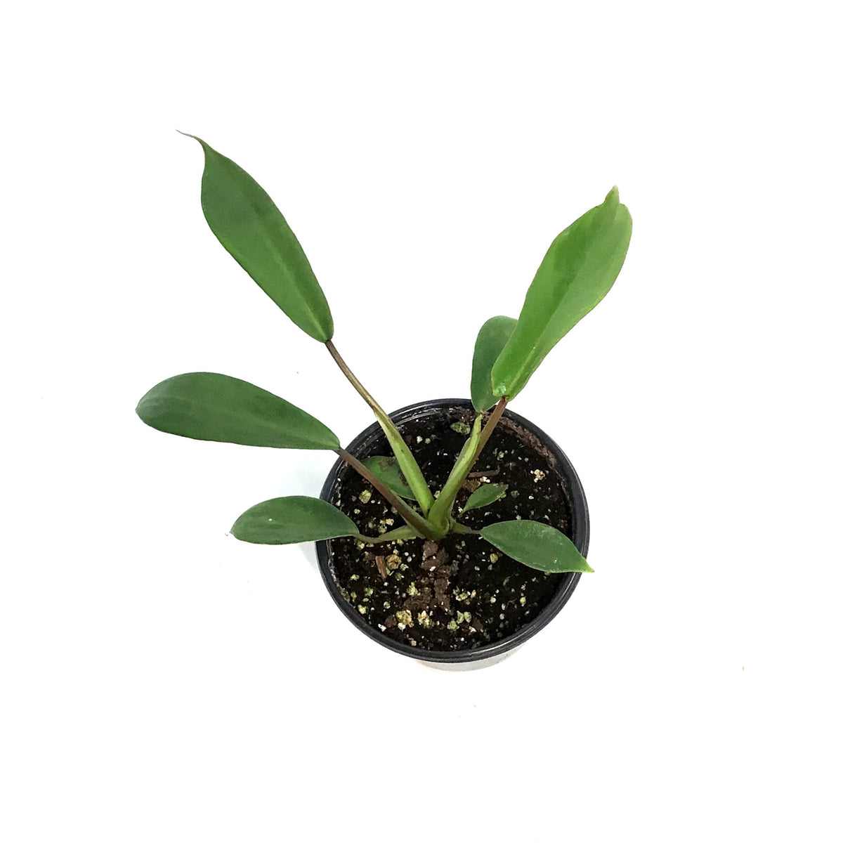 Philodendron, 4in, Joepii