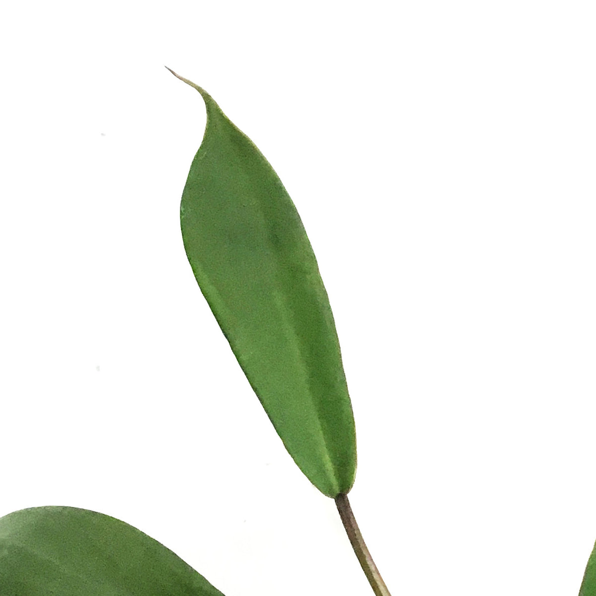 Philodendron, 4in, Joepii