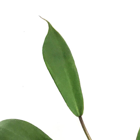 Philodendron, 4in, Joepii