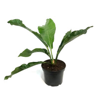 Anthurium, 6in, Hookeri Variegated