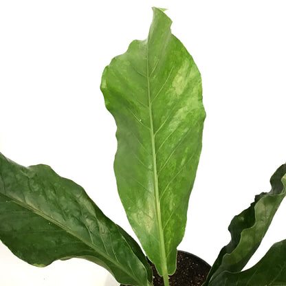 Anthurium, 6in, Hookeri Variegated